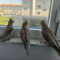 عروس هلندی