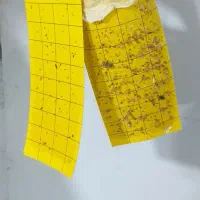 سمپاشی ساس سم پاشی تضمینی|خدمات نظافت|قدس, شهر‌قدس|دیوار