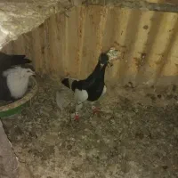 کفترپشت گراف یهودی سارساده کاکلی