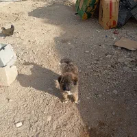 توله قدرجونی|سگ|پیر بکران, |دیوار