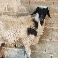 ۲ راس میش.. بره دار و ابسن|حیوانات مزرعه|شیراز, شاپورجان|دیوار