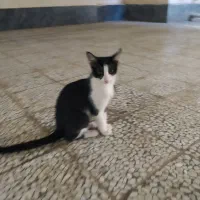 دوتابچه گربه بازیگوش وشیطون