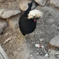 مرغ خروس لهستانی وابریشمی