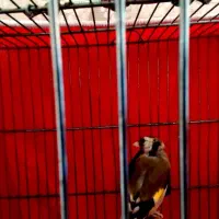 سهر|پرنده|سرپل ذهاب, |دیوار