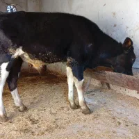 گوساله نر سمینتال