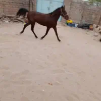 اسب ترکمن|اسب و تجهیزات اسبسواری|قشم, |دیوار