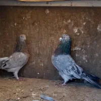 کفتر  نروماده سرور