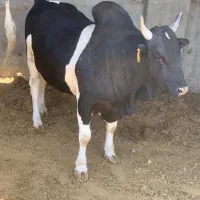 گوساله