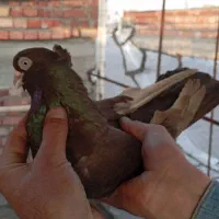 صرب کوزو لوکس|پرنده|لیلان, |دیوار