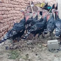 فروش بقلمون نر وماده