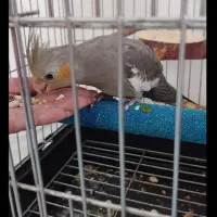 جوجه عروس هلندی