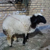 بره ماده بازدید حمیدیه