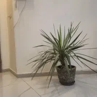 گل یوکا 3ساله آپارتمانی سالم و تر تمیز