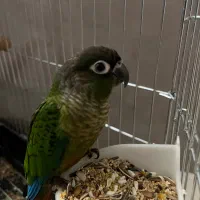 پرنده گرین چیک|پرنده|تهران, جوانمردان (اندیشه)|دیوار