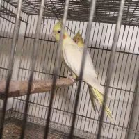 فروش فقس آرایی و معاوضه عروس هلندی|پرنده|ایرانشهر, |دیوار