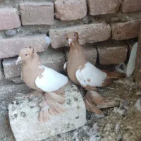 کفتر ساری کوینح