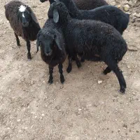 گوسفند بره ماده و نر|حیوانات مزرعه|بشاریات, |دیوار