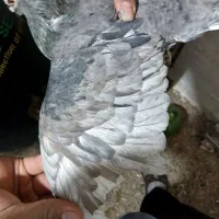 نروماده هفترنگ لک دار|پرنده|اسفرورین, |دیوار