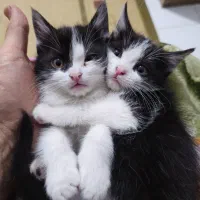 واگذاری رایگان ۲ تا بچه گربه