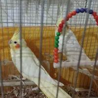 دو عدد عروس هلندی