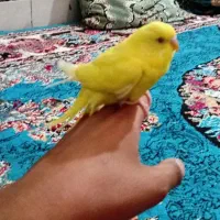 مرغ عشق هلندی