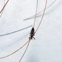 پاکسازی مو از شپش «تضمینی»|خدمات آرایشگری و زیبایی|قم, تولید دارو و یخچال|دیوار