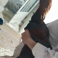 خروس لاری افغان