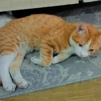 واگذاری گربه چهارماهه|گربه|ارومیه, |دیوار