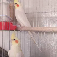 عروس هلندی جفت مولد سالم|پرنده|صدرا-فارس, فاز ۲|دیوار