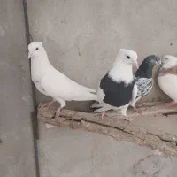 چند عدد کفتر