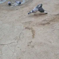 کبوتر مسافتی