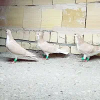 کفتر بوم صید بوم بلند