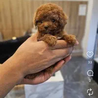 پودل|سگ|تهران, درکه|دیوار