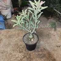 گل آدنیوم بزرگ