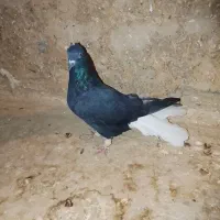 کبوتر|پرنده|اسفرورین, |دیوار