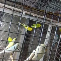 مرغ عشق تعداد بالا|پرنده|سراوان, |دیوار