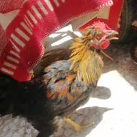 صگورصالح پلاک دو