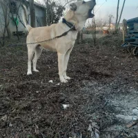 سگ سرابی|سگ|رشت, کوی امام رضا|دیوار