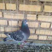 کبوتر نشسته|پرنده|شوشتر, |دیوار