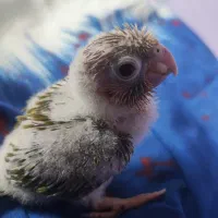 جوجه گرینچیک سرلاکی