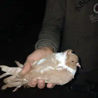 معاوضه‌کبوتر‌ککیلی