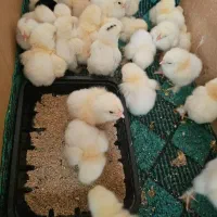 جوجه برهما اصل غول پیکر