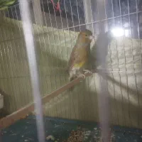 تعداد قناری ماده اماده و نر اماده|پرنده|ری, سیزده آبان|دیوار