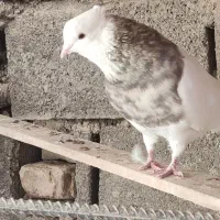 دوتا نر طوقی (سیاه و اجری خال سرکه ای)