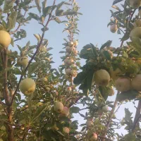خریدار  سیب درختی شما.  روی درخت. در باغ هستم|خوردنی و آشامیدنی|بروجن, |دیوار