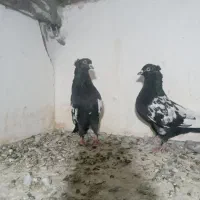 کبوتر رنگی شهرستانی چادری سینه سیاه|پرنده|کرج, ملک‌آباد|دیوار