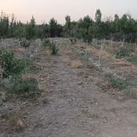 فروش باغ و باغچه ۹۳۰ متری آزادگان پلایین سندتک برگ|فروش دفتر صنعتی، کشاورزی، تجاری|تهران, کریم‌آباد|دیوار