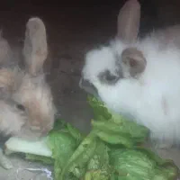 خرگوش
