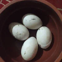 تخم اردک نطفه دار