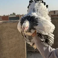 تخم نطفه دار برهما لایت و بلو لایت|حیوانات مزرعه|تهران, زعفرانیه|دیوار